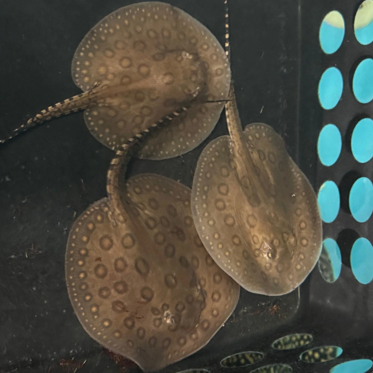 Motoro rokke (Potamotrygon motoro) unge